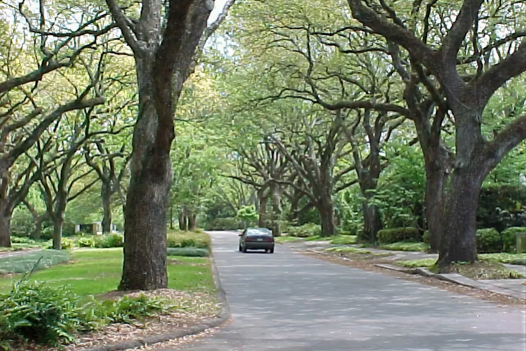 Trees on either side of the Old Metairie street