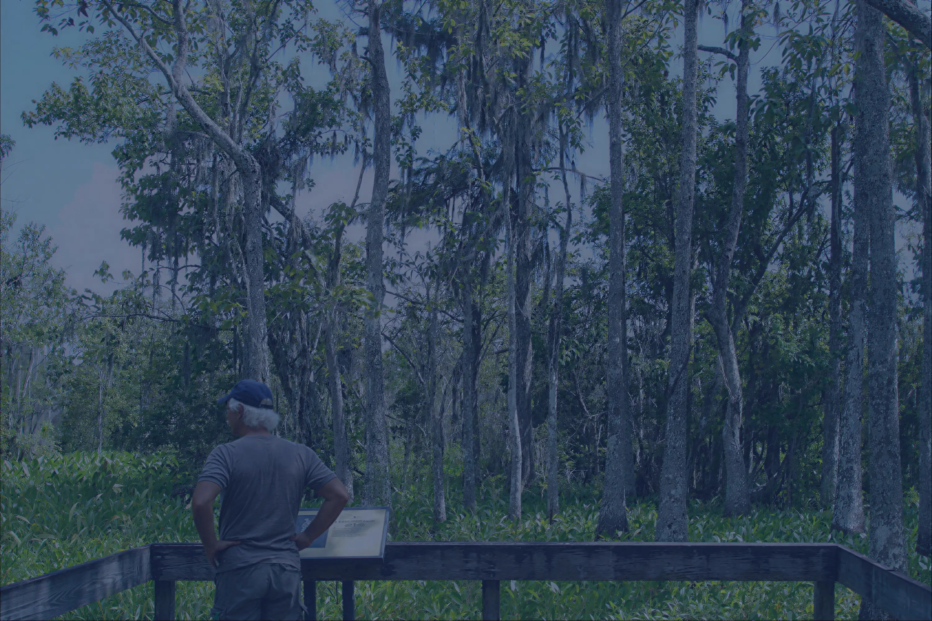 A man standing at an overlook in Lafitte