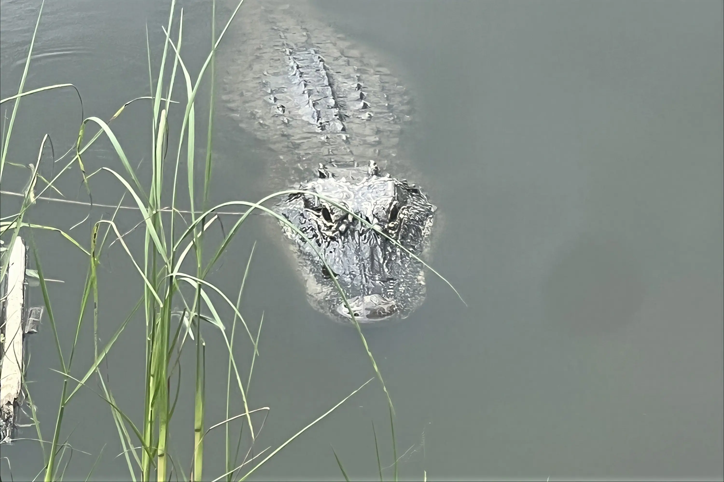 A gator floating in swamp water